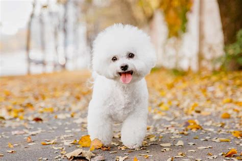 bichon frise price.